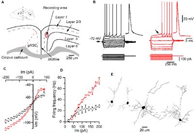 Layer 2/3 Pyramidal Neurons of the Mouse Granular Retrosplenial Cortex and Their Innervation by Cortico-Cortical Axons